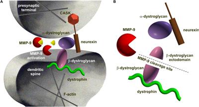 Pathophysiology of Trans-Synaptic Adhesion Molecules: Implications for Epilepsy